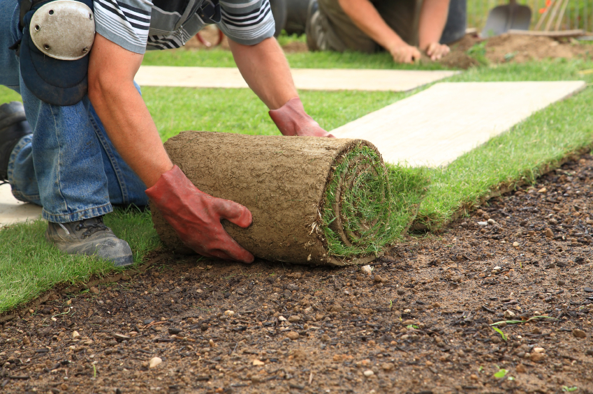 Nature And Artificial Grass