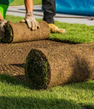 Nature And Artificial Grass